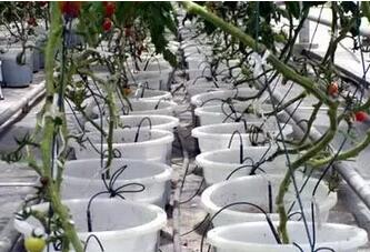 無土栽培，無土栽培技術，無土栽培設備