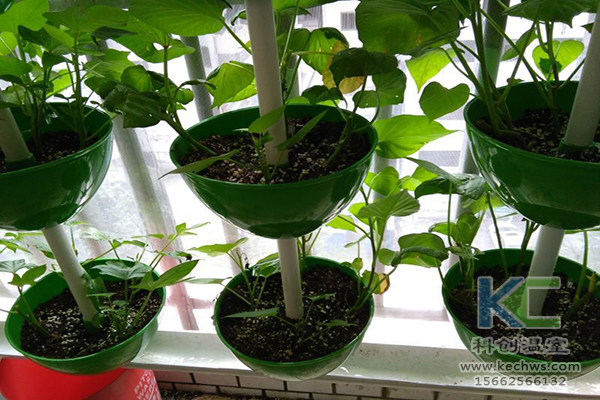 無(wú)土栽培，無(wú)土栽培技術(shù)，無(wú)土栽培設(shè)備