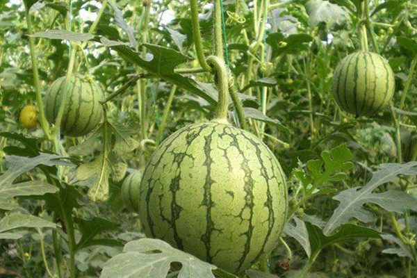 無土栽培，無土栽培技術(shù)，無土栽培設(shè)備