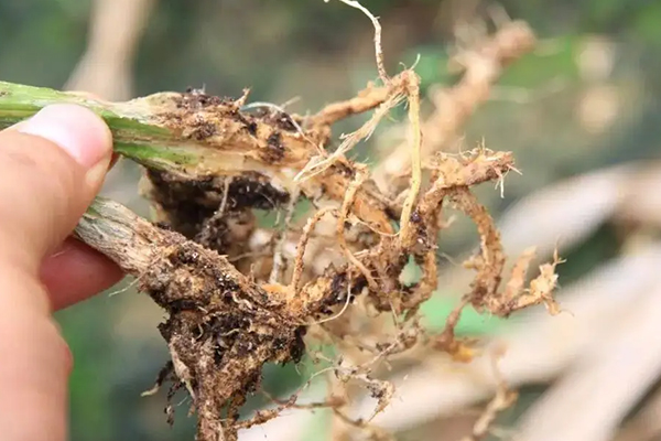 無土栽培，無土栽培技術，無土栽培設備