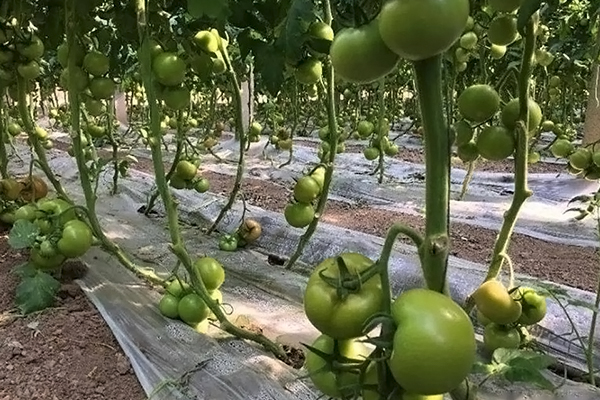 無土栽培，無土栽培技術，無土栽培設備