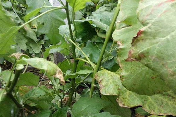 無土栽培，無土栽培技術，無土栽培設備