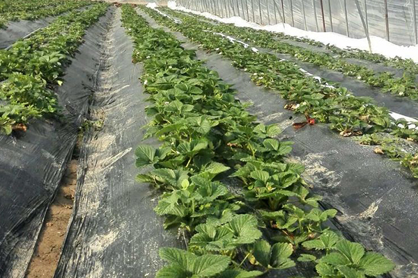 無土栽培，無土栽培技術，無土栽培設備