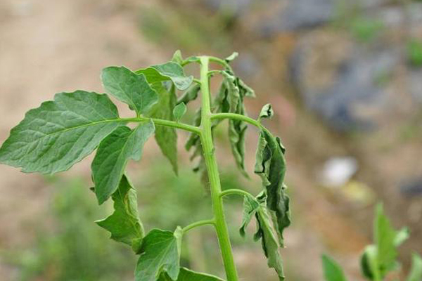 無土栽培，無土栽培技術，無土栽培設備