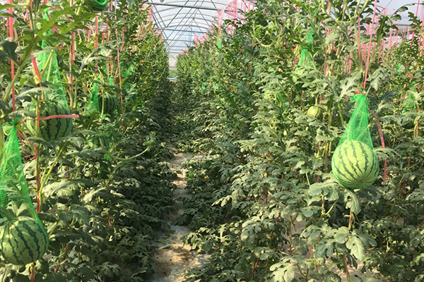 無土栽培，無土栽培技術(shù)，無土栽培設(shè)備