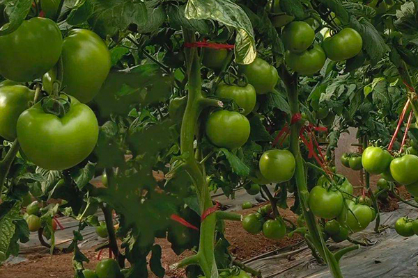 無土栽培，無土栽培技術，無土栽培設備