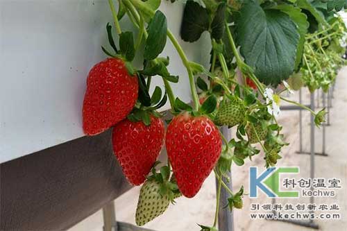 無(wú)土栽培，無(wú)土栽培技術(shù)，無(wú)土栽培設(shè)備