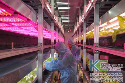 無土栽培，無土栽培技術，無土栽培設備