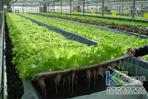 無(wú)土栽培，無(wú)土栽培技術(shù)，無(wú)土栽培設(shè)備
