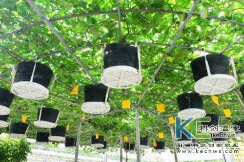 無土栽培，無土栽培技術，無土栽培設備