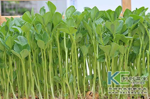 無土栽培，無土栽培技術(shù)，無土栽培設(shè)備