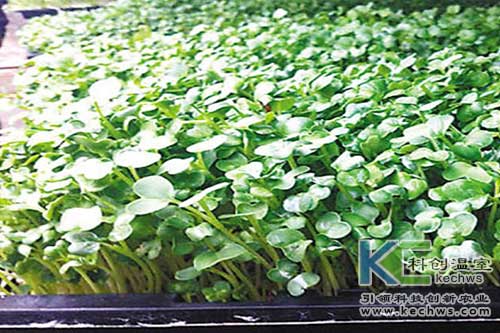 無土栽培,基質(zhì)栽培,無土栽培技術(shù)