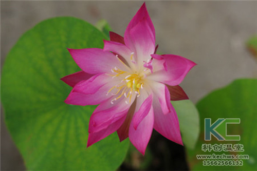 無土栽培，無土栽培技術(shù)，無土栽培設(shè)備