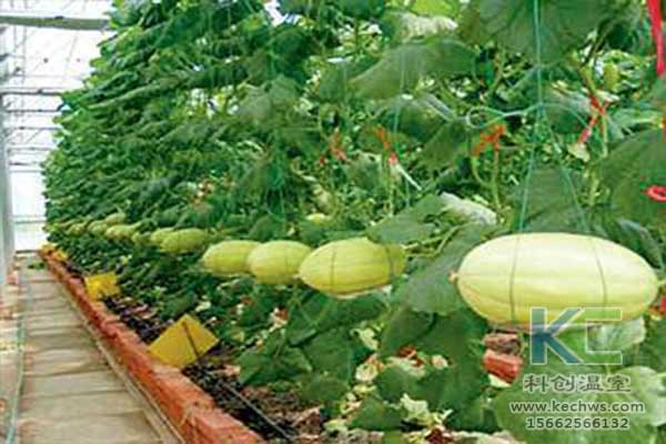 無土栽培，無土栽培技術，無土栽培設備