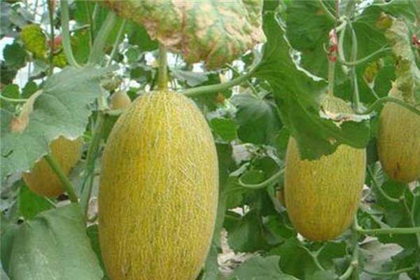 無土栽培，無土栽培技術，無土栽培設備