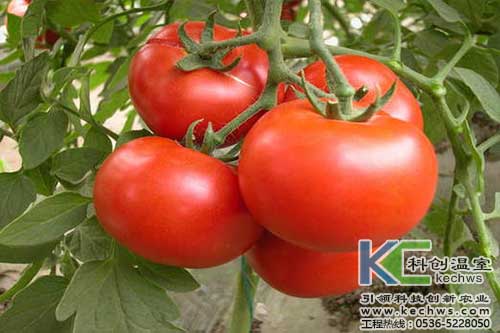 無(wú)土栽培，無(wú)土栽培技術(shù)，無(wú)土栽培設(shè)備