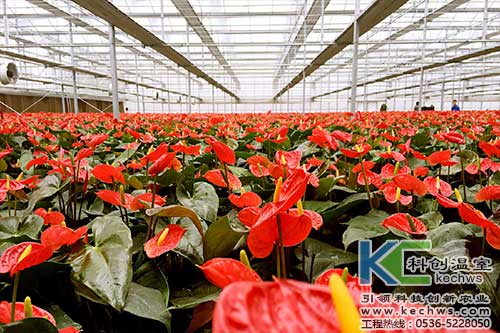 無(wú)土栽培，無(wú)土栽培技術(shù)，無(wú)土栽培設(shè)備