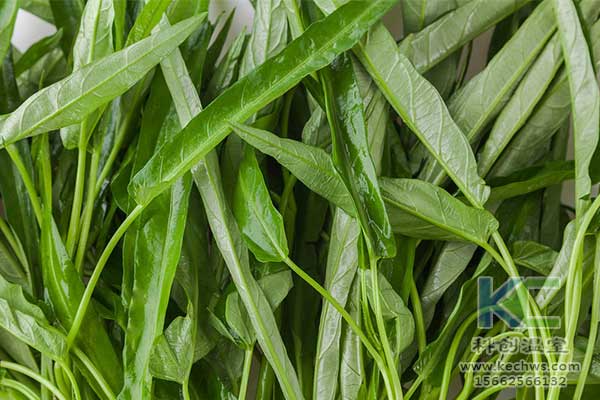 無土栽培，無土栽培技術(shù)，無土栽培設(shè)備