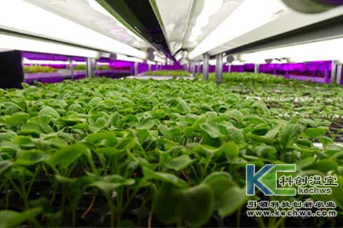 無土栽培，無土栽培技術(shù)，無土栽培設(shè)備