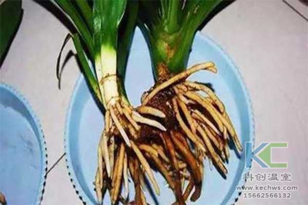 無土栽培，無土栽培技術(shù)