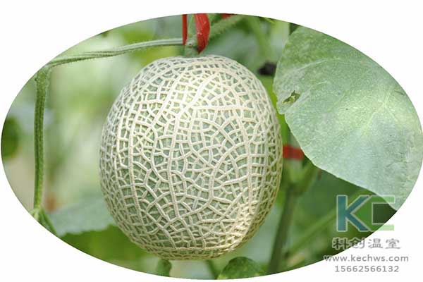 無土栽培，無土栽培技術(shù)，無土栽培設(shè)備