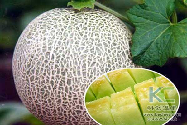 無土栽培，無土栽培技術，無土栽培設備