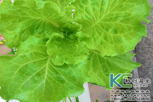 無土栽培，無土栽培技術，無土栽培設備