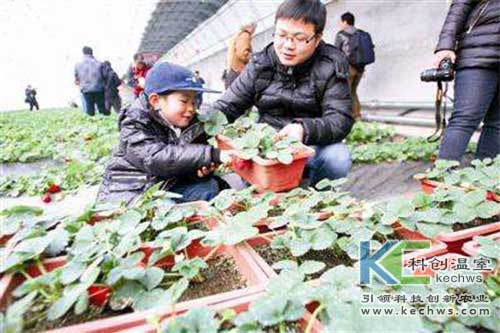 無土栽培,無土栽培技術(shù),無土栽培設(shè)備