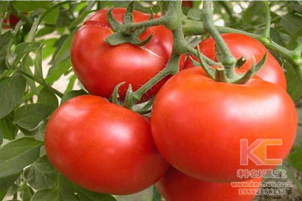 無土栽培，無土栽培技術，無土栽培設備