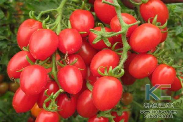 無土栽培，無土栽培技術