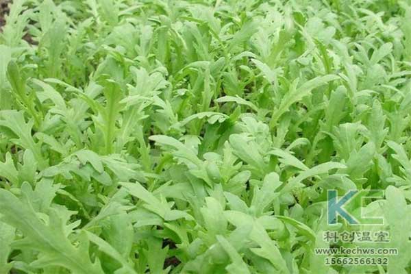 無土栽培，無土栽培技術，無土栽培設備