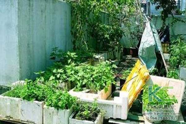 無土栽培，無土栽培技術，無土栽培設備