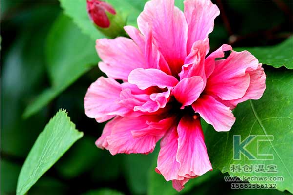 無土栽培，無土栽培技術，無土栽培設備