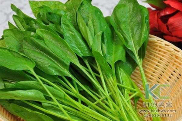 無(wú)土栽培，無(wú)土栽培技術(shù)