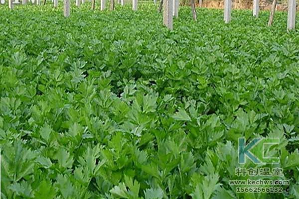 無土栽培，無土栽培技術，無土栽培設備