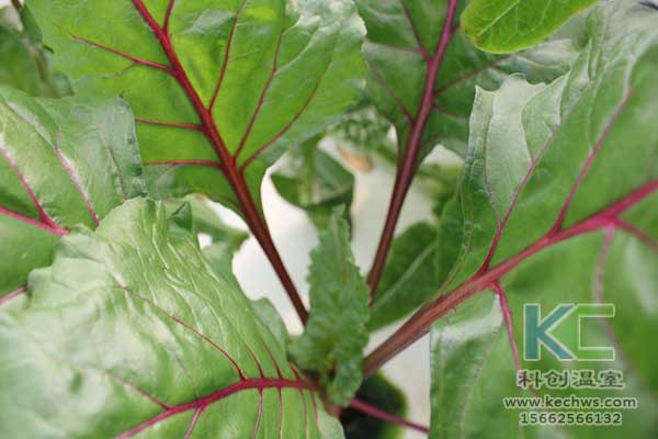 無土栽培，無土栽培技術，無土栽培設備