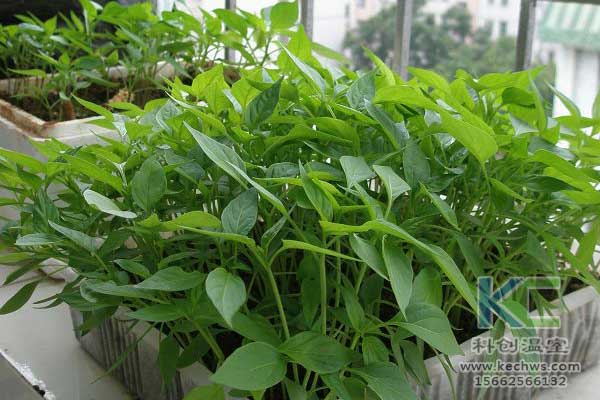 無土栽培，無土栽培技術，無土栽培設備