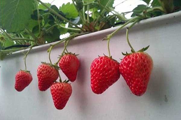 無(wú)土栽培，無(wú)土栽培基質(zhì)