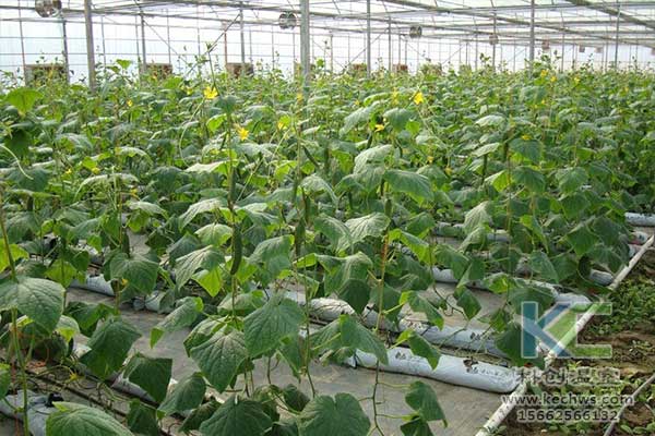 無土栽培，無土栽培技術，無土栽培設備