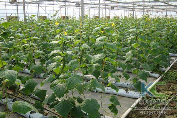 無土栽培，無土栽培技術(shù)，無土栽培設(shè)備