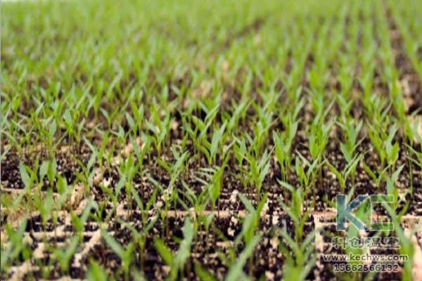 無土栽培，無土栽培技術