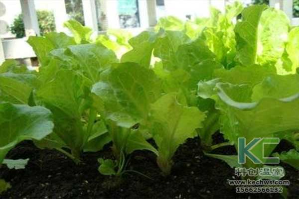 無土栽培，無土栽培技術，無土栽培設備