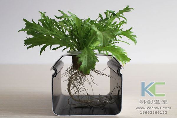 智能溫室無土栽培,無土栽培技術,溫室大棚,無土栽培