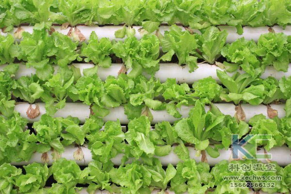 無土栽培，無土栽培技術(shù)，無土栽培設(shè)備