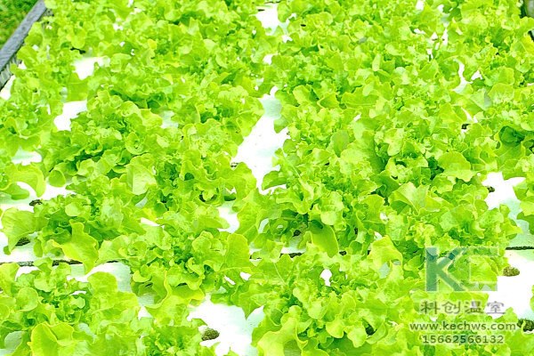 無土栽培，無土栽培技術，無土栽培設備