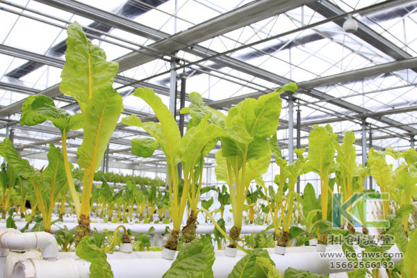無土栽培，無土栽培技術，無土栽培設備