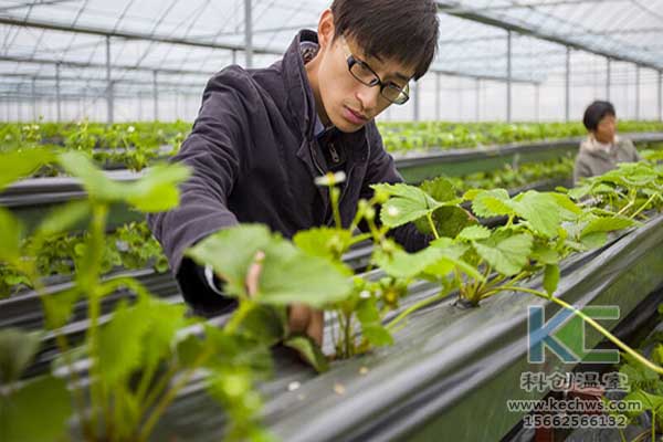 無(wú)土栽培技術(shù)，無(wú)土栽培設(shè)備，無(wú)土栽培，溫室大棚