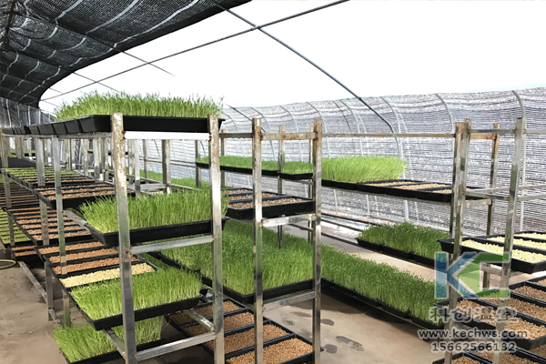 無土栽培技術，無土栽培設備，基質栽培，溫室大棚