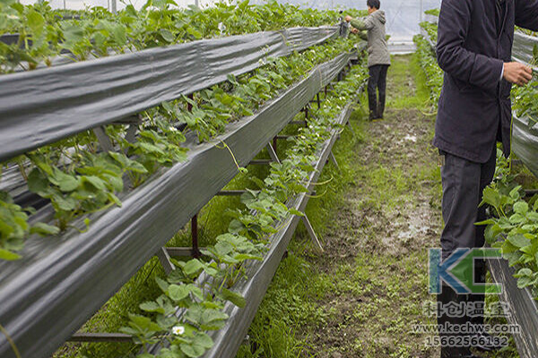 無土栽培技術(shù)，無土栽培設(shè)備，無土栽培，溫室大棚