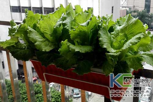 無土栽培，無土栽培技術(shù)，無土栽培設(shè)備